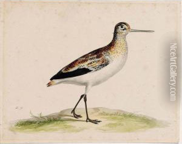 A Black-tailed Godwit Oil Painting - Pieter the Younger Holsteyn