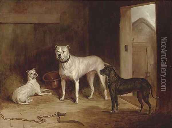 A bulldog and bullterriers in an outhouse Oil Painting - Abraham Cooper