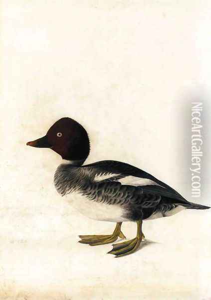 Redhead Duck Oil Painting - John James Audubon