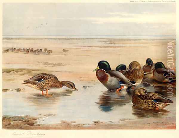 Mallard on the Shore Oil Painting - Archibald Thorburn