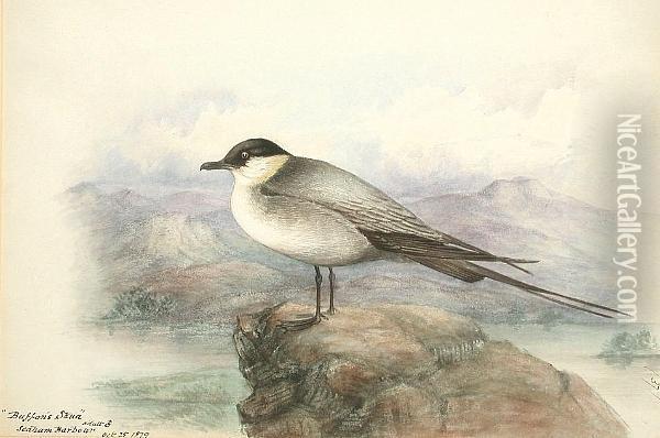 Buffon's Skua, Seaham Harbour Oil Painting - George Edward Crawhall