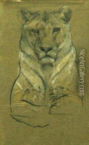 Study Of A Lioness Oil Painting - Cuthbert Edmund Swan