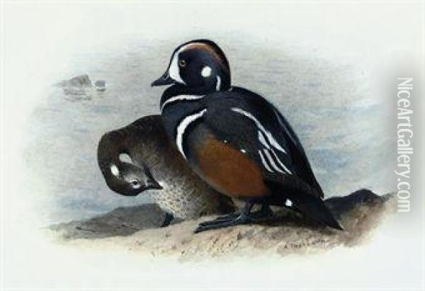 Harlequin Duck Oil Painting - Archibald Thorburn