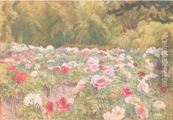 Peony Garden, Kyoto, Japan Oil Painting - Henry Roderick Newman