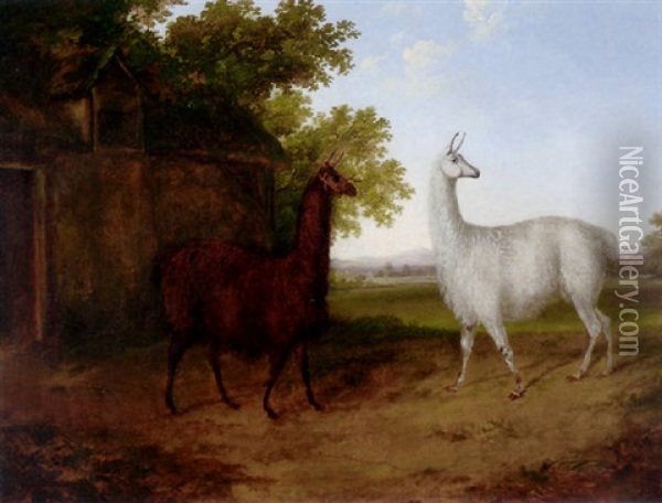Two Llamas In A Landscape Oil Painting - Jacques-Laurent Agasse