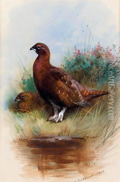 A Cock And Hen Red Grouse Oil Painting - Archibald Thorburn