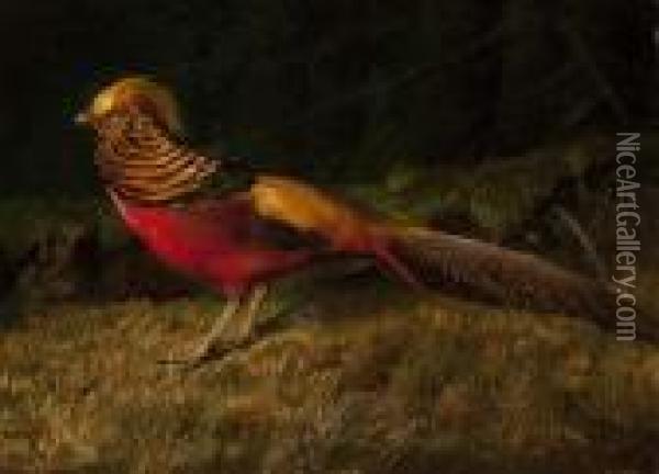 Golden Pheasant Oil Painting - Niels Peter Rasmussen