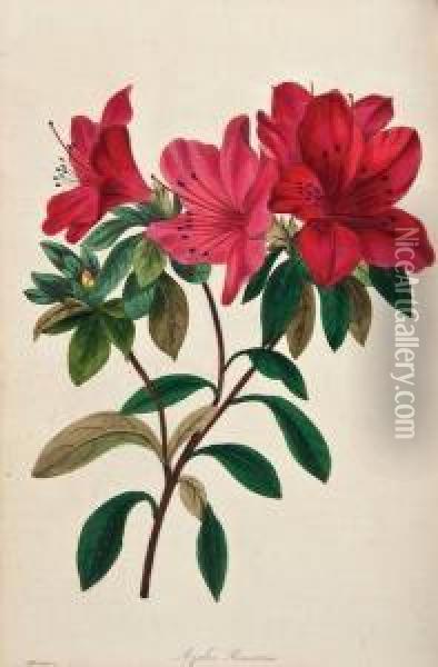 The Magazine Of Botany Oil Painting - Joseph Paxton