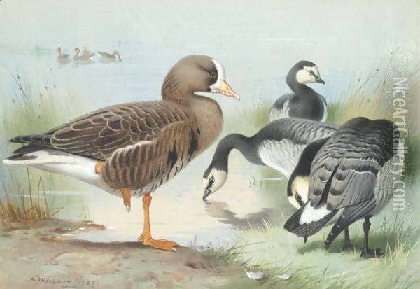 A White-Fronted Goose And Barnacle Geese Oil Painting - Archibald Thorburn