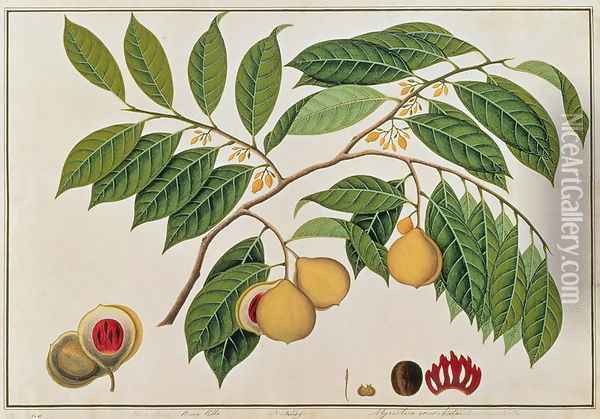Booa Palla or Nutmeg, from 'Drawings of Plants from Malacca', c.1805-18 Oil Painting - Anonymous Artist
