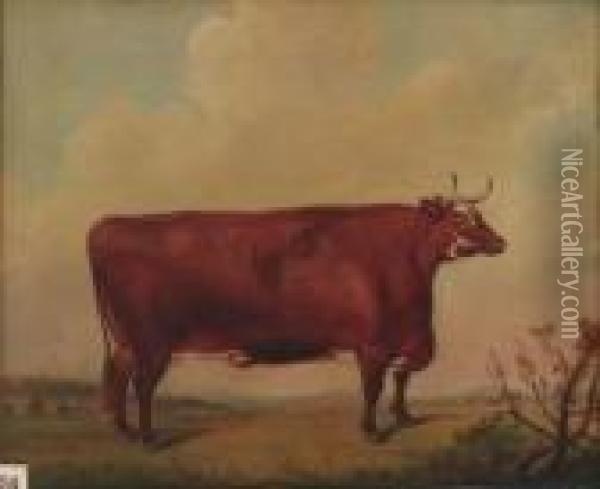 A Horned Herefordshire Cow Oil Painting - Thomas Weaver