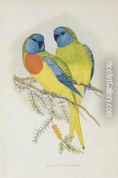 Parrots In Captivity: Eight Plates Oil Painting - Alexander Francis Lydon