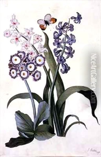 Semi-Double White and Blue Hyacinths with Hybrid Auricula and an Orange-Tip Butterfly Oil Painting - J. Battie