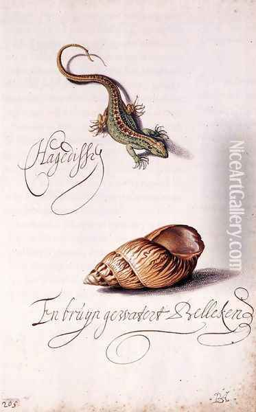 Lizard and Shell Oil Painting - Balthasar Van Der Ast