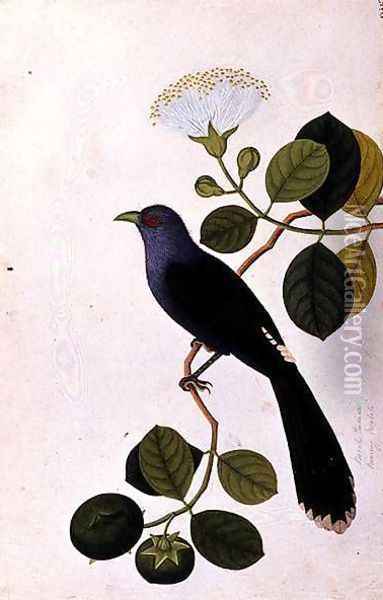 Booah Piedada, Boorong Boobote, from 'Drawings of Birds from Malacca', c.1805-18 Oil Painting - Anonymous Artist