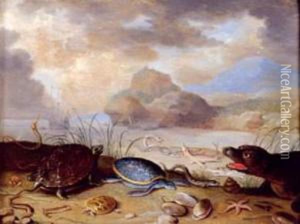 Phoque, Tortues Marines, Coquillages Et Poissons Oil Painting - Ferdinand van Kessel
