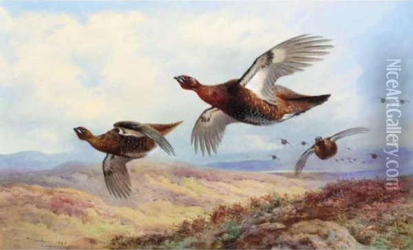 Red Grouse In Flight Oil Painting - Archibald Thorburn