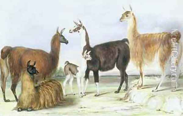 A Group of Llamas from The Knowsley Menagerie Oil Painting - Benjamin Waterhouse Hawkins