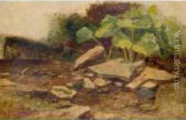 Study Of Plants And Rocks Oil Painting - William James Muller