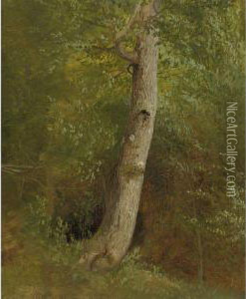 Study Of A Tree Oil Painting - William Holbrook Beard