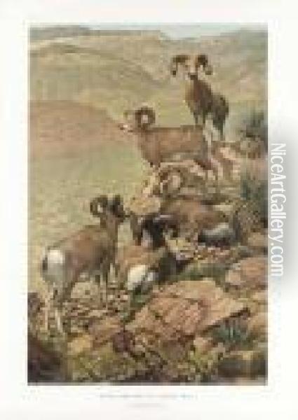 Authenticated World Record Big Game Animals Of North America, Wilderness World Limited Oil Painting - Archer Robert Altermatt