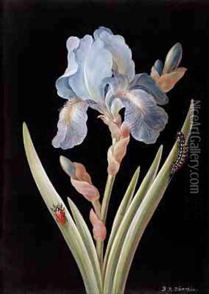 Iris germanica with caterpillar and beetle Oil Painting - Barbara Regina Dietzsch