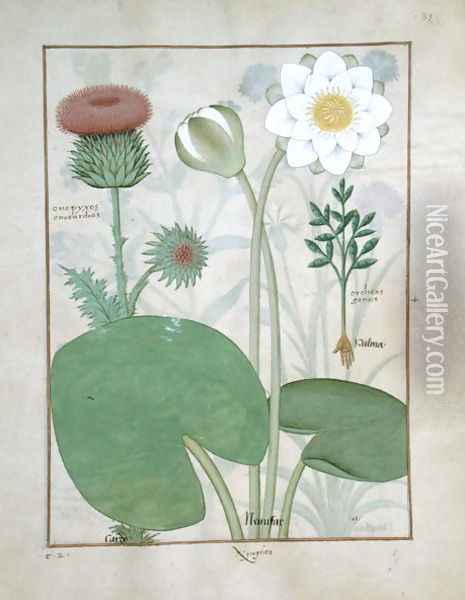 Plumed thistle, Water lily and Castor bean plant, illustration from The Book of Simple Medicines, by Mattheaus Platearius d.c.1161 c.1470 Oil Painting - Robinet Testard