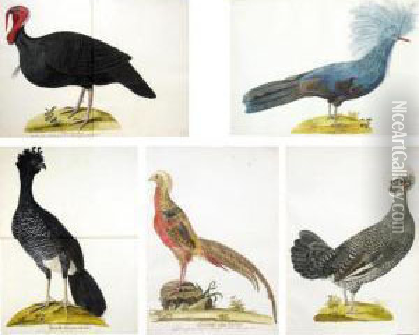 A Folio Volume Of Watercolours Of Birds Oil Painting - Franz Anton von Scheidel