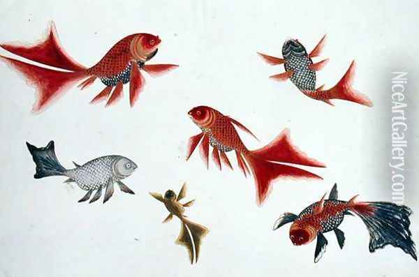 Gold and Silver Fish, from 'Drawings of Fishes from Malacca', c.1805-18 Oil Painting - Anonymous Artist