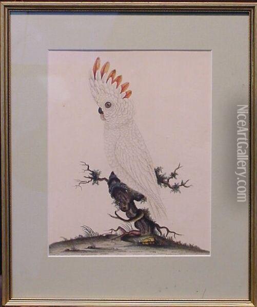 Cockatoo On A Branch Oil Painting - William Hayes