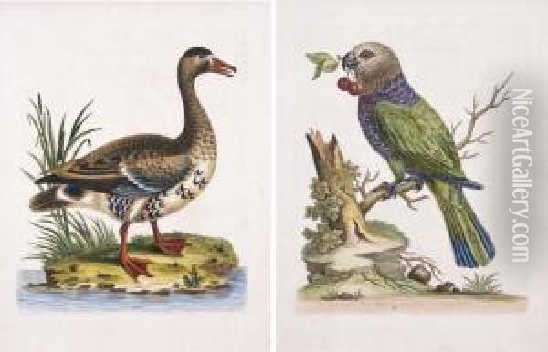 A Natural History Of Uncommon Birds, And Some Other Rare Andundescribed Animals Oil Painting - George Edwards