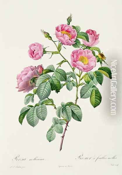 Rosa Mollissima, from Les Roses by Claude Antoine Thory 1757-1827 engraved by Victor, 1817 Oil Painting - Pierre-Joseph Redoute