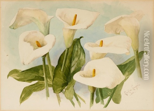 Calla Lilies Sheet Oil Painting - Paul De Longpre