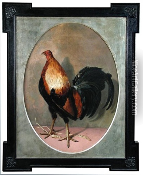 A Black Red Carlisle Old English Game Cock Oil Painting - Eliot Thomas Yorke