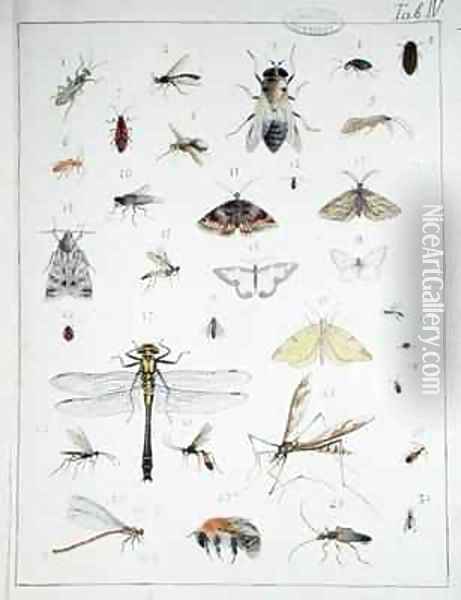 Various insects 3 Oil Painting - Georges Cuvier