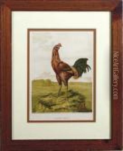 Comprising The Breeding And Management Of Profitable And Ornamental Poultry: Seven Plates Oil Painting - Harrison William Weir