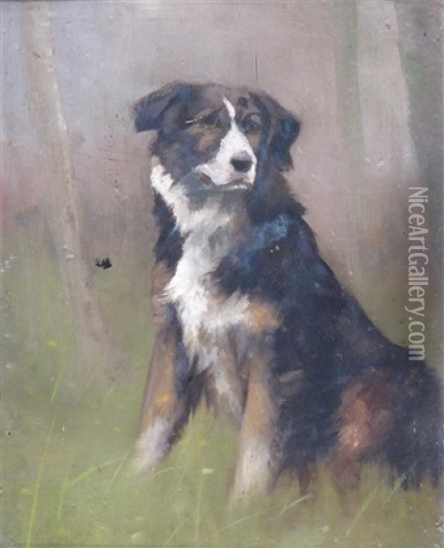 Study Of A Sheepdog Oil Painting - Maud Earl
