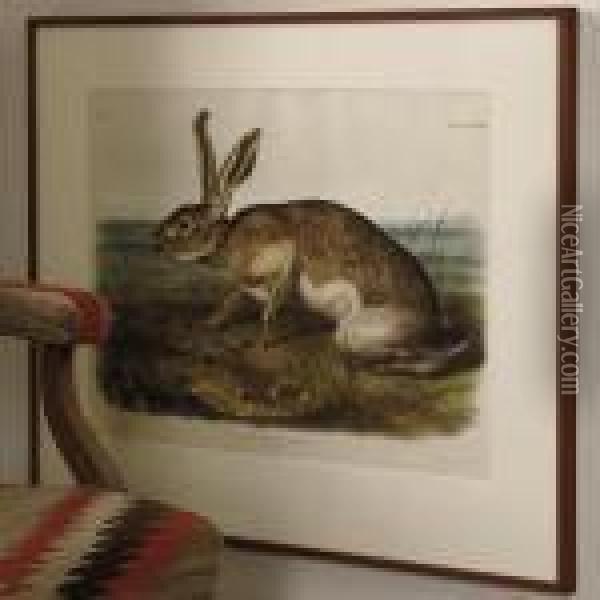 Texian Hare Oil Painting - John James Audubon
