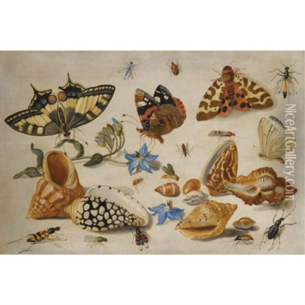A Swallowtail (papilio Machaon), Red Admiral (vanessa Atalanta) And Other Insects With Shells And A Sprig Of Borage (borago Officinalis) Oil Painting - Jan van Kessel the Elder