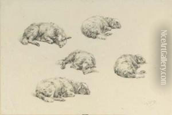 Study Of A Lamb Resting Oil Painting - Helmert Richard Van Der Flier