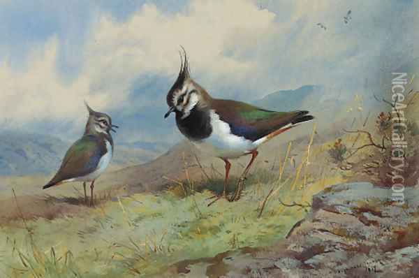 Lapwings in a rocky landscape Oil Painting - Archibald Thorburn