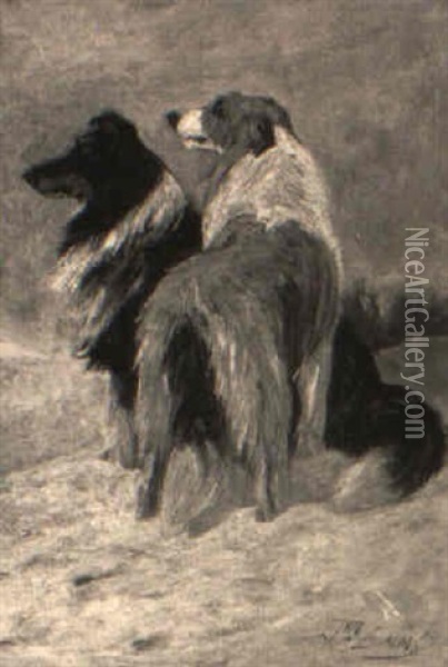 Two Border Collies Oil Painting - John Emms