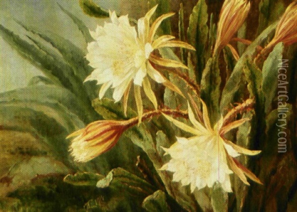 Hvid Kaktus Oil Painting - Anthonie Eleonore (Anthonore) Christensen