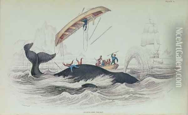 Greenland Whale, book illustration engraved by William Home Lizars 1788-1859 Oil Painting - Stewart, James