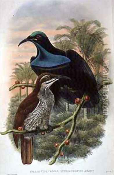 Ptiloris Magnificus Rifle Bird of Paradise Oil Painting - William M. Hart