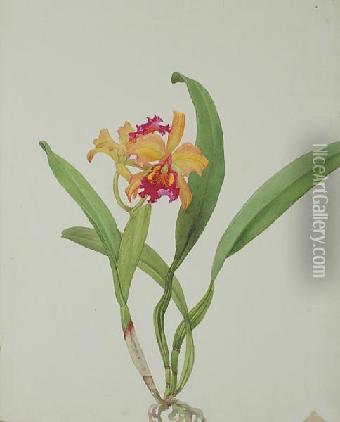 Lc Forminii Orchid Oil Painting - Andrey Avinoff