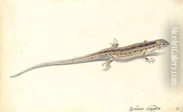 A wall lizard (Lacerta vivipara) Oil Painting - Pieter the Younger Holsteyn