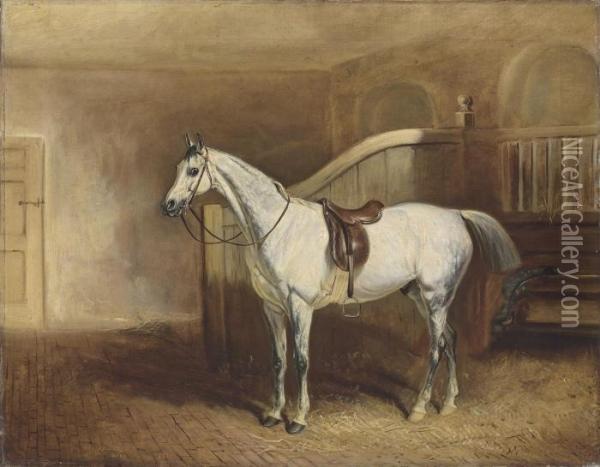 Lord Rancliffe's Grey Hunter, In A Loosebox Oil Painting - John Snr Ferneley
