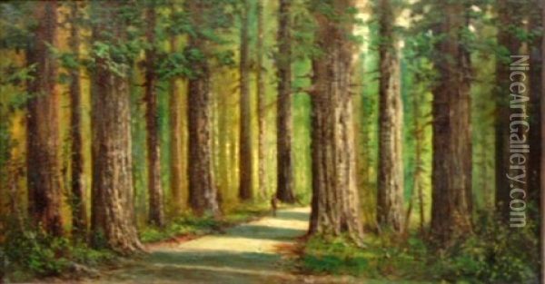 California Redwoods Oil Painting - Alexander M. Wood