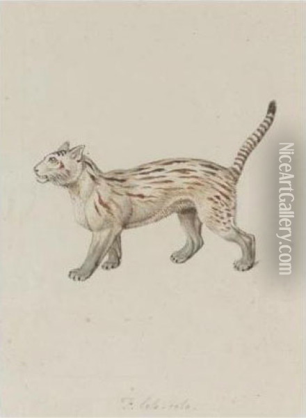 A Gemsbock; A Pampas Cat; A Fisher; A Member Of The Fishing Cat Family Oil Painting - Samuel Howitt